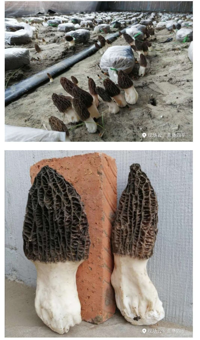 羊肚菌试管母种原种栽培种