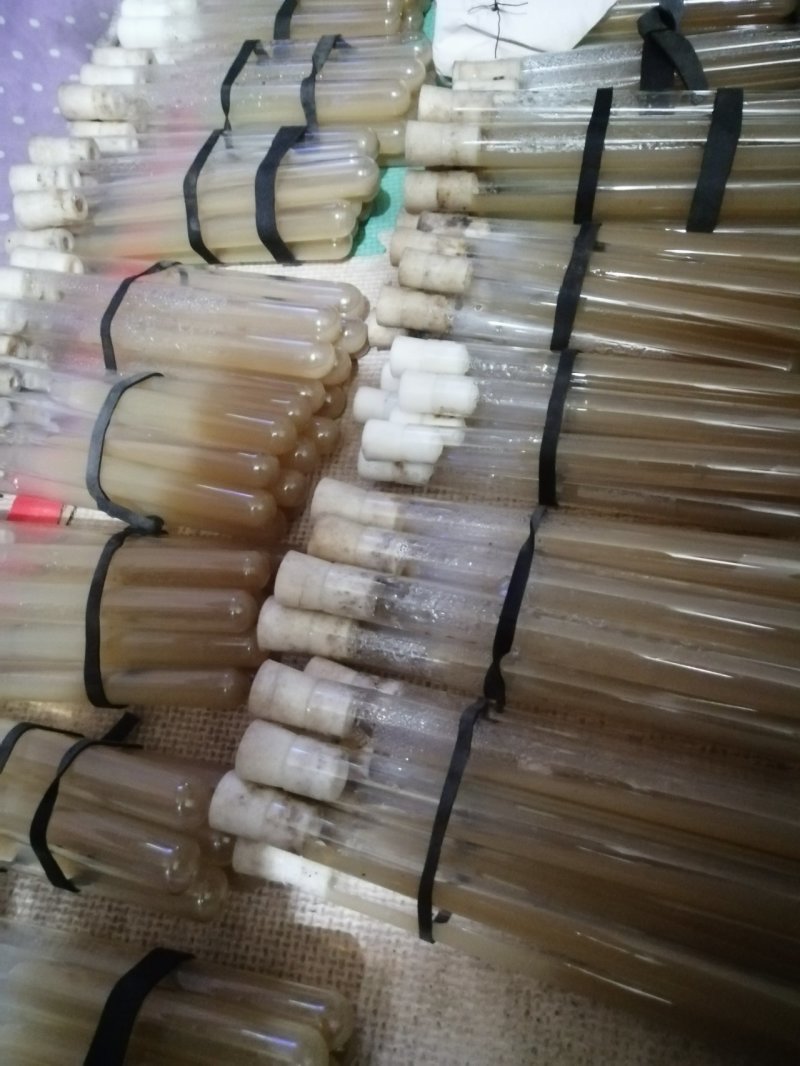 羊肚菌试管母种原种栽培种