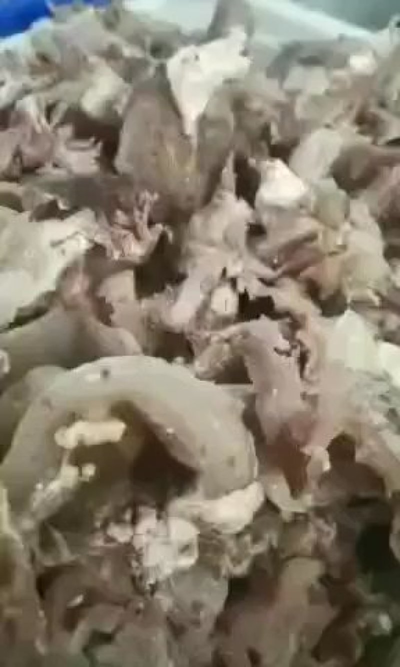 长期加工熟原味剔骨肉，五香剔骨肉，长期有货