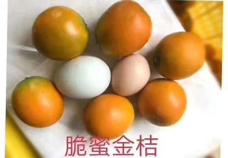 脆皮金桔苗脆皮金桔也叫密桔一年四季开花红果的密桔苗