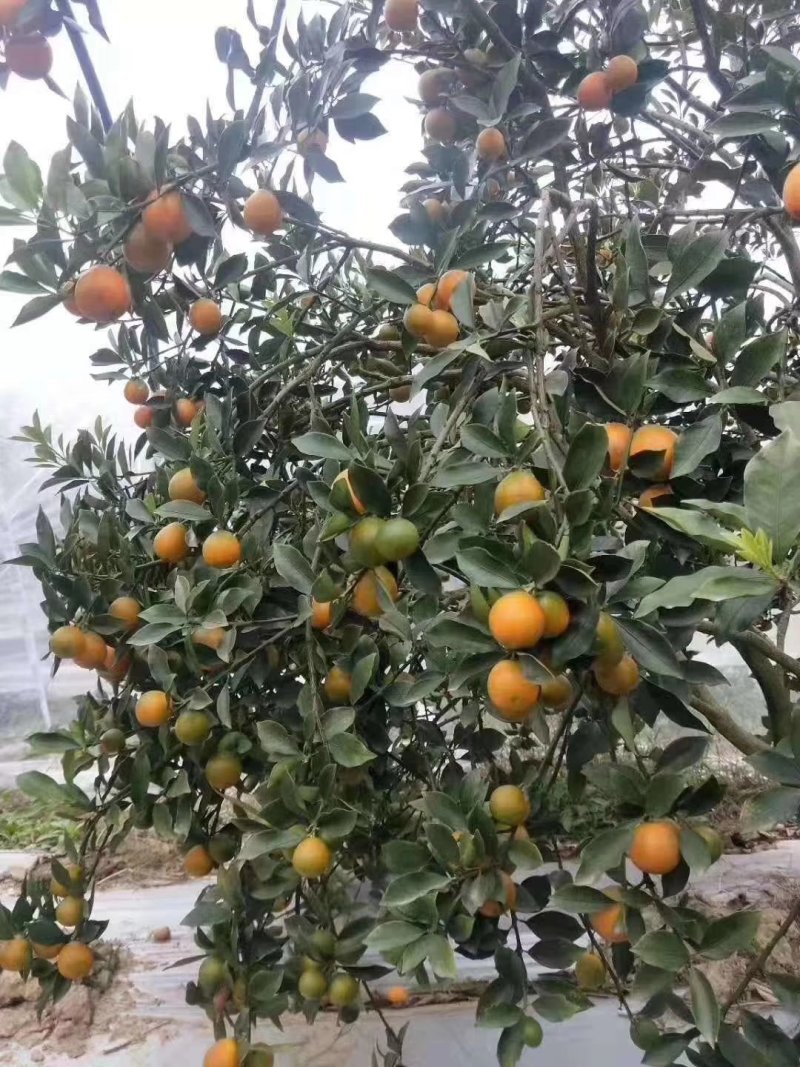脆皮金桔苗脆皮金桔也叫密桔一年四季开花红果的密桔苗