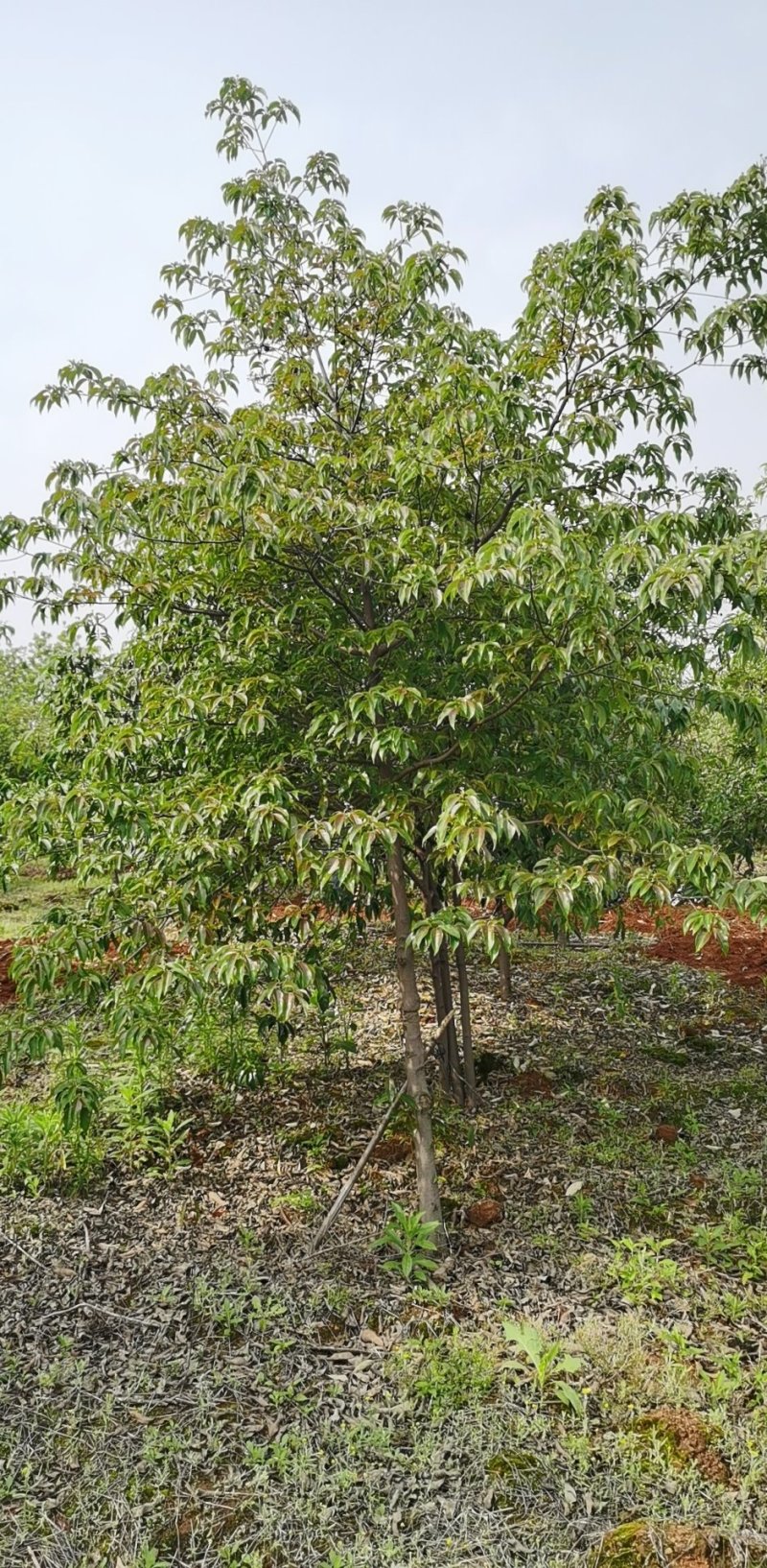 香港四照花，优质香港四照花，，四照花基地