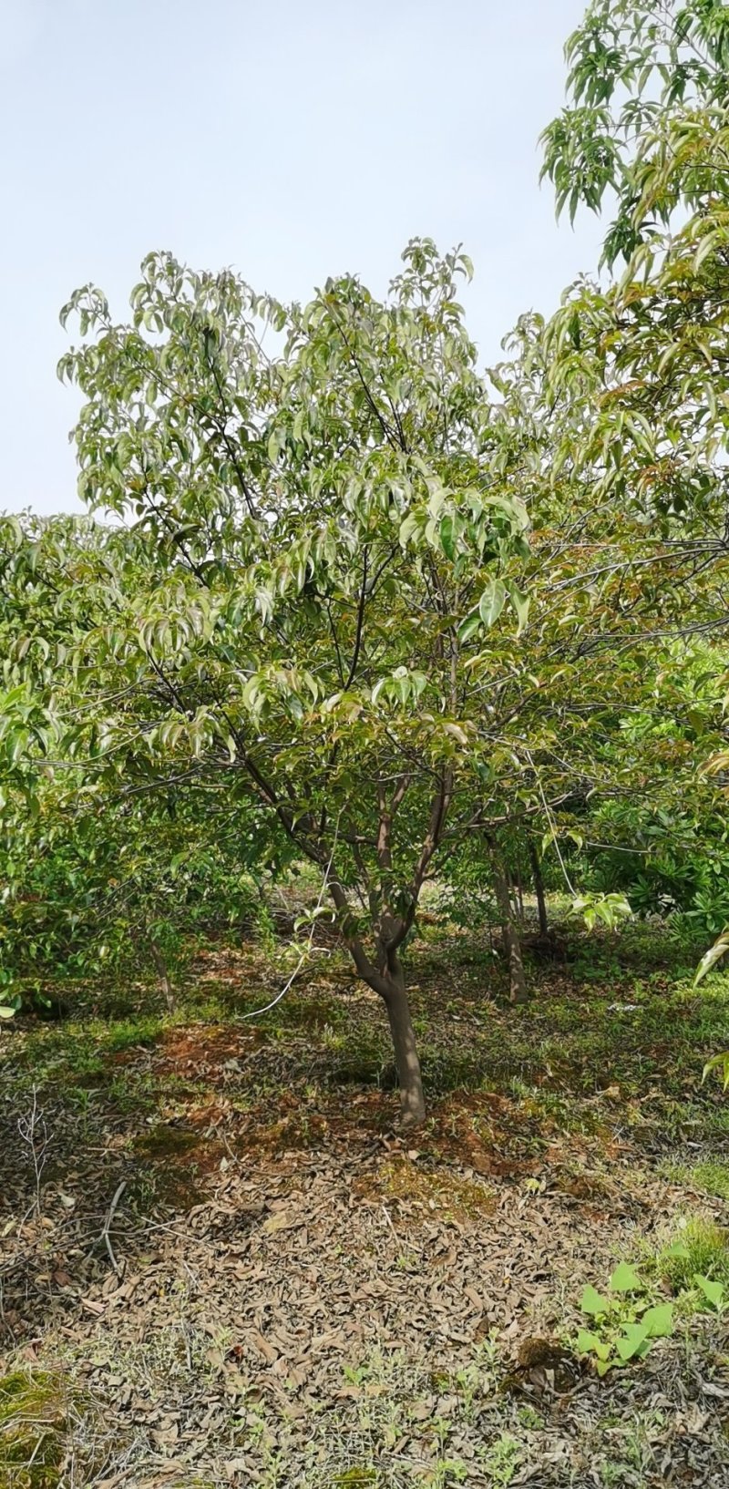 香港四照花，优质香港四照花，，四照花基地