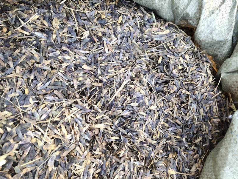板蓝根子:根茎一年作物易管里适应能力广欢迎广大种植户来电