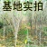 木槿树苗庭院绿篱围墙植物粉木槿花树苗木槿花苗室内盆栽重瓣