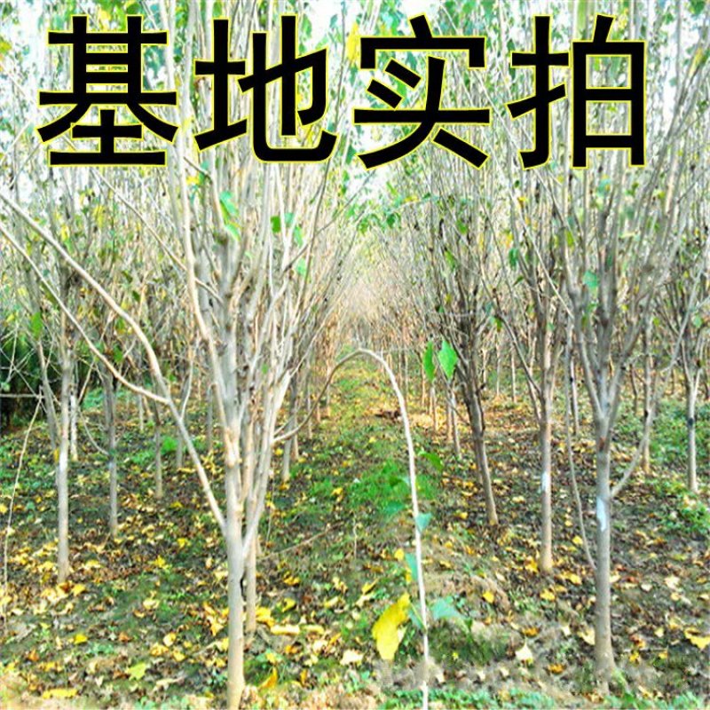 木槿树苗庭院绿篱围墙植物粉木槿花树苗木槿花苗室内盆栽重瓣