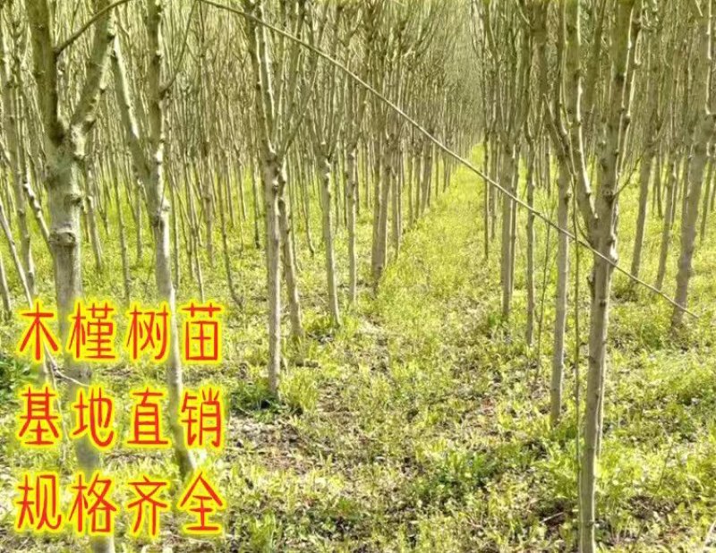 木槿树苗庭院绿篱围墙植物粉木槿花树苗木槿花苗室内盆栽重瓣