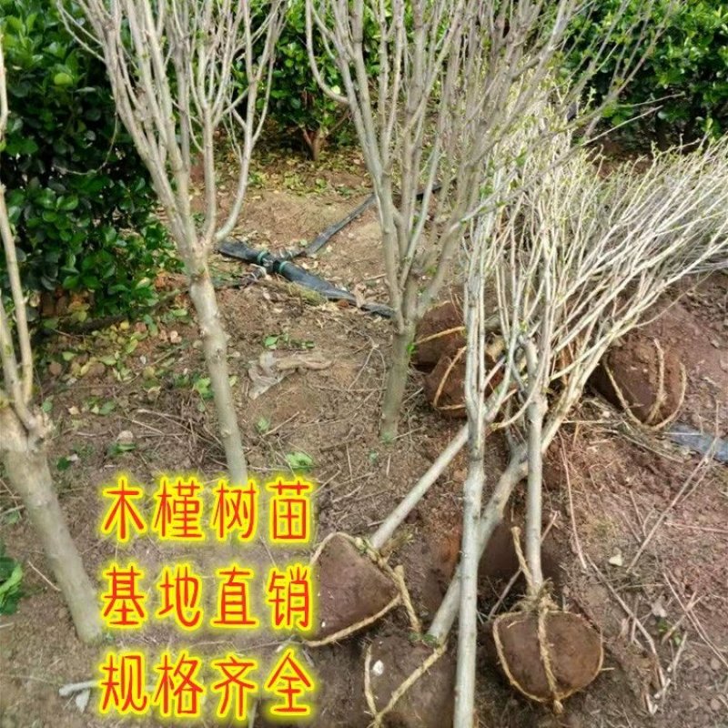 木槿树苗庭院绿篱围墙植物粉木槿花树苗木槿花苗室内盆栽重瓣
