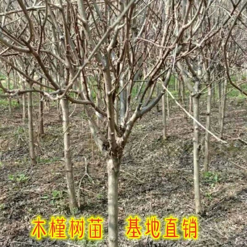 木槿树苗庭院绿篱围墙植物粉木槿花树苗木槿花苗室内盆栽重瓣