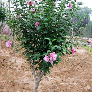 木槿树苗庭院绿篱围墙植物粉木槿花树苗木槿花苗室内盆栽重瓣