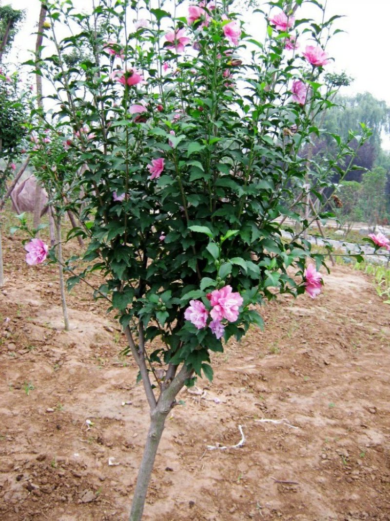 木槿树苗庭院绿篱围墙植物粉木槿花树苗木槿花苗室内盆栽重瓣