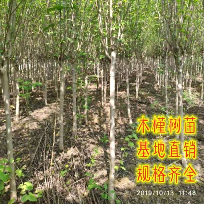 木槿树苗庭院绿篱围墙植物粉木槿花树苗木槿花苗室内盆栽重瓣
