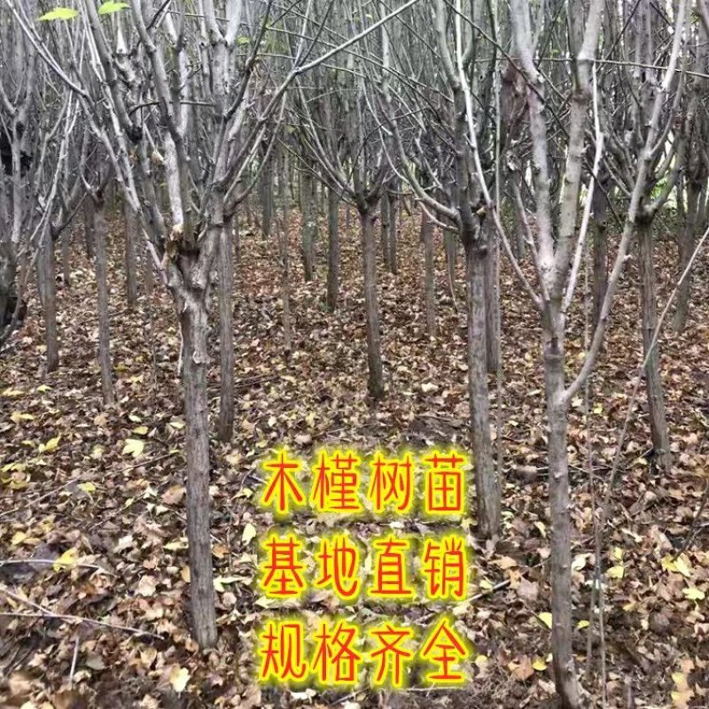 木槿树苗庭院绿篱围墙植物粉木槿花树苗木槿花苗室内盆栽重瓣