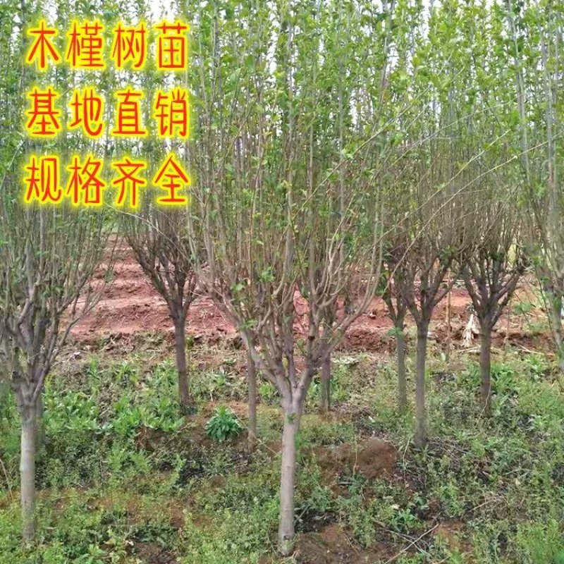 木槿树苗庭院绿篱围墙植物粉木槿花树苗木槿花苗室内盆栽重瓣