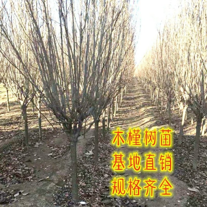 木槿树苗庭院绿篱围墙植物粉木槿花树苗木槿花苗室内盆栽重瓣