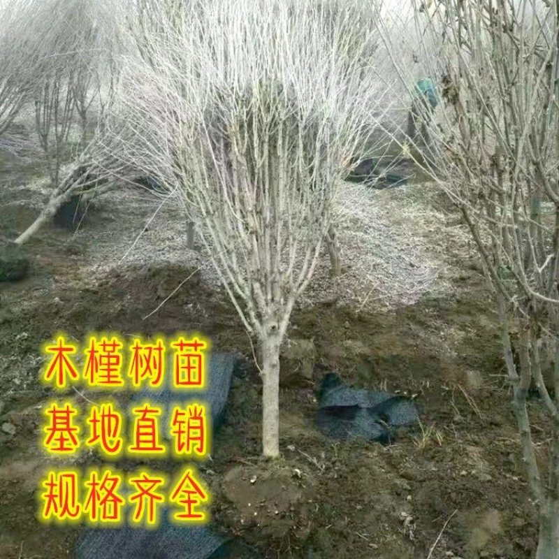 木槿树苗庭院绿篱围墙植物粉木槿花树苗木槿花苗室内盆栽重瓣