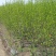 木槿树苗庭院绿篱围墙植物粉木槿花树苗木槿花苗室内盆栽重瓣