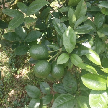 海南青柠檬皮薄汁多支持各大电商平台