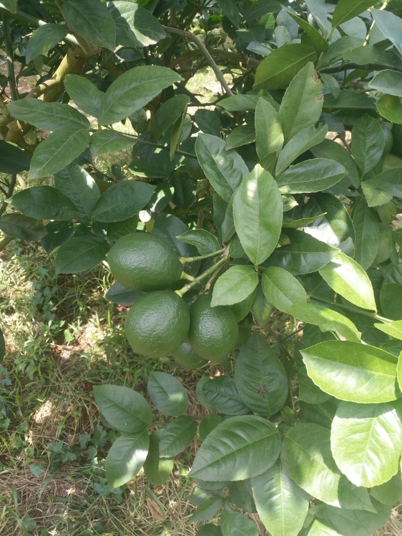 海南青柠檬皮薄汁多支持各大电商平台