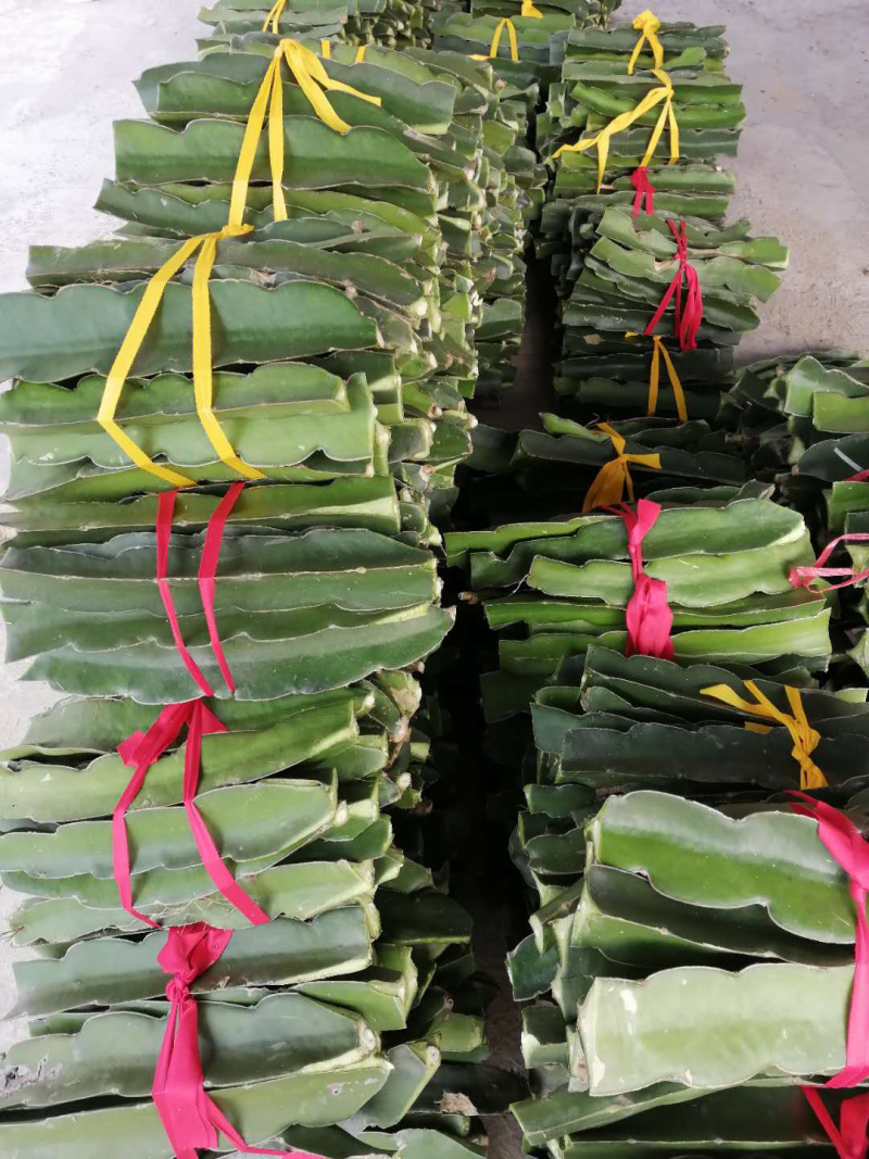 火龙果苗，无刺红龙，红心红皮火龙果，自粉火龙果苗