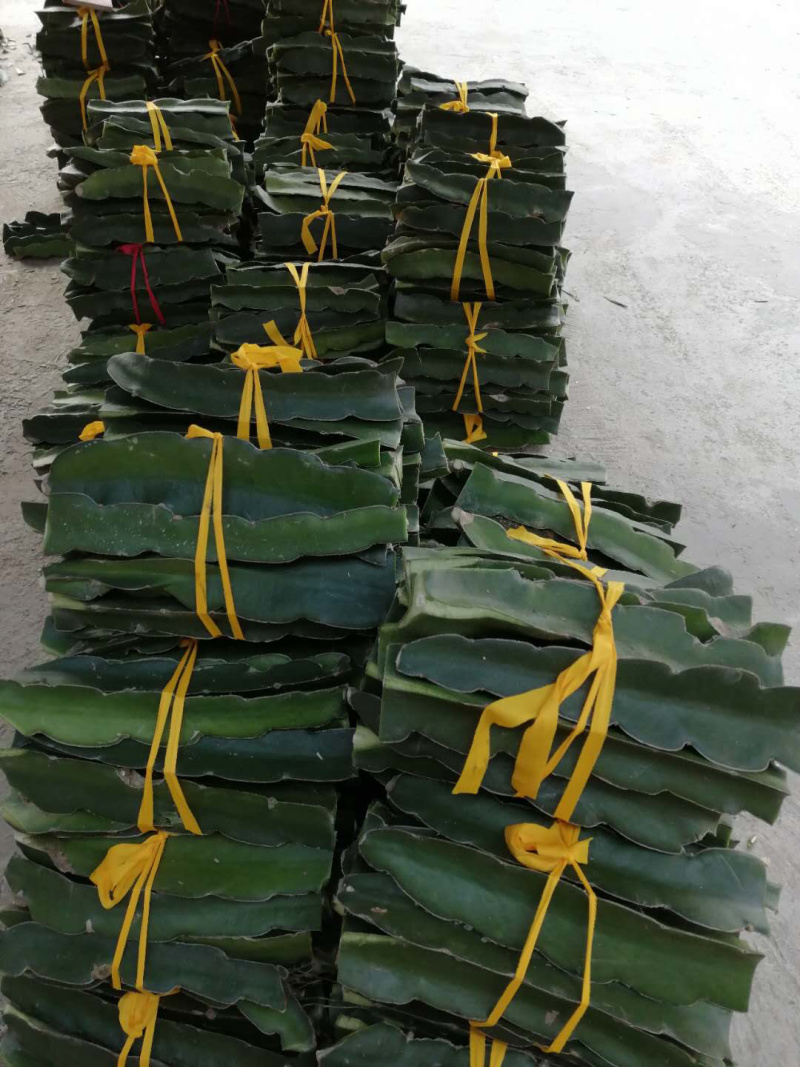 火龙果苗，无刺红龙，红皮红心红龙果，一年挂果