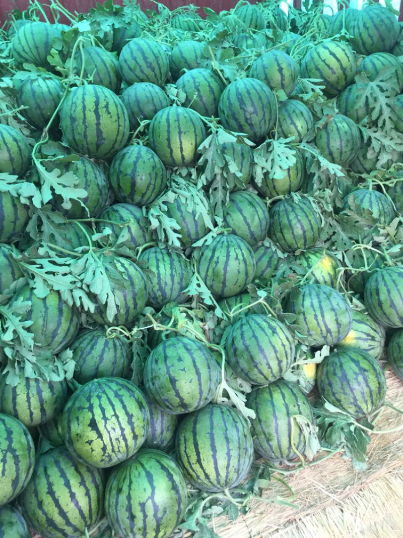 睢宁嘉5西瓜自己种植百亩魏集西瓜4月15号左右上市