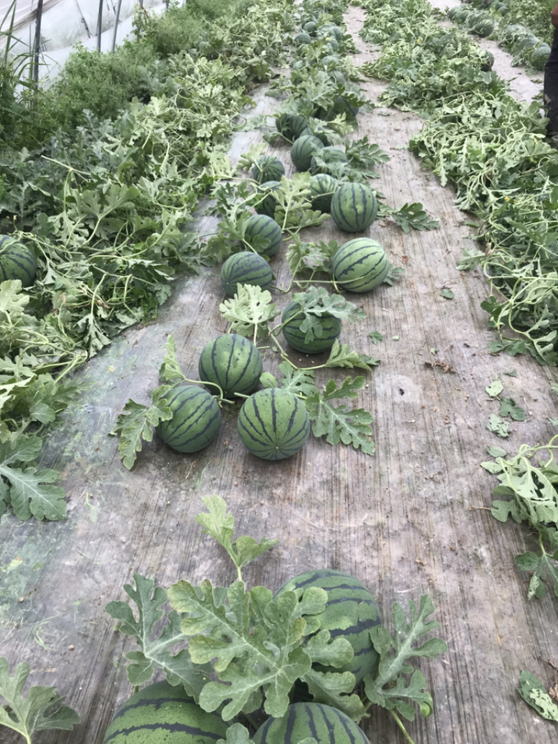 睢宁嘉5西瓜自己种植百亩魏集西瓜4月15号左右上市