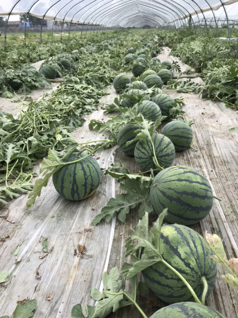 睢宁嘉5西瓜自己种植百亩魏集西瓜4月15号左右上市