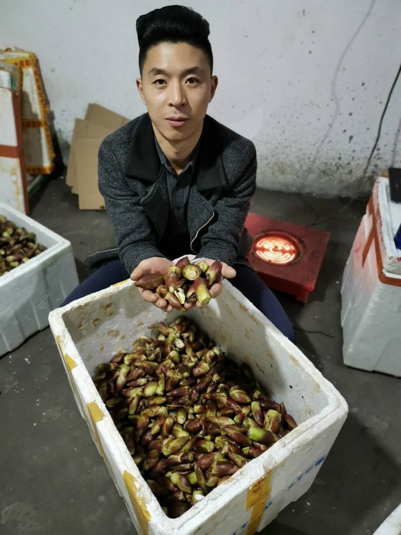 刺嫩芽，乌龙头。刺老包！重庆农村人首图！