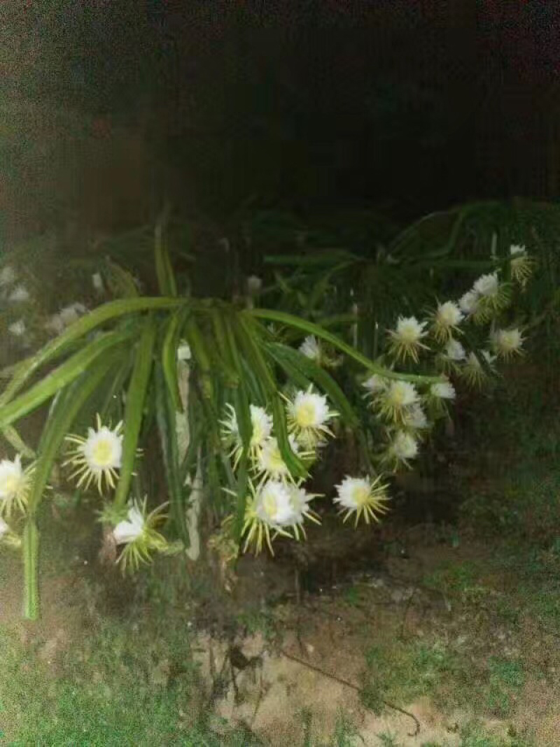 大量枮木火龙果苗，长度30公分以上都有，量大从优
