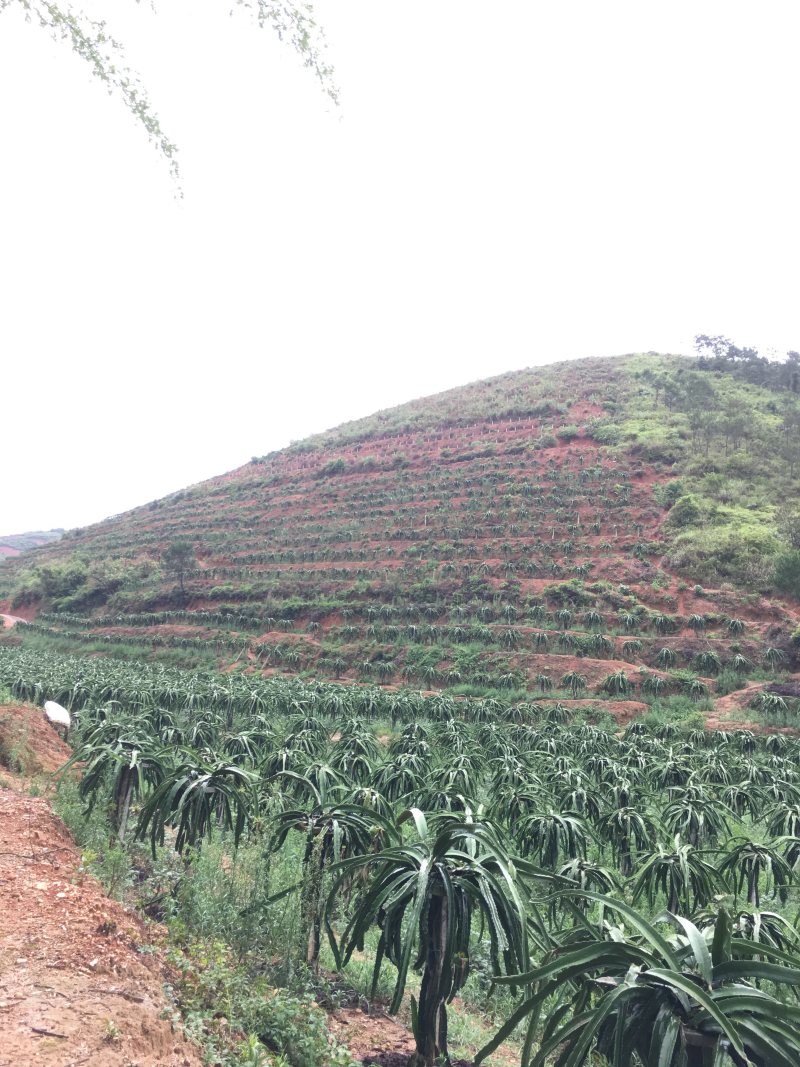 大量枮木火龙果苗，长度30公分以上都有，量大从优