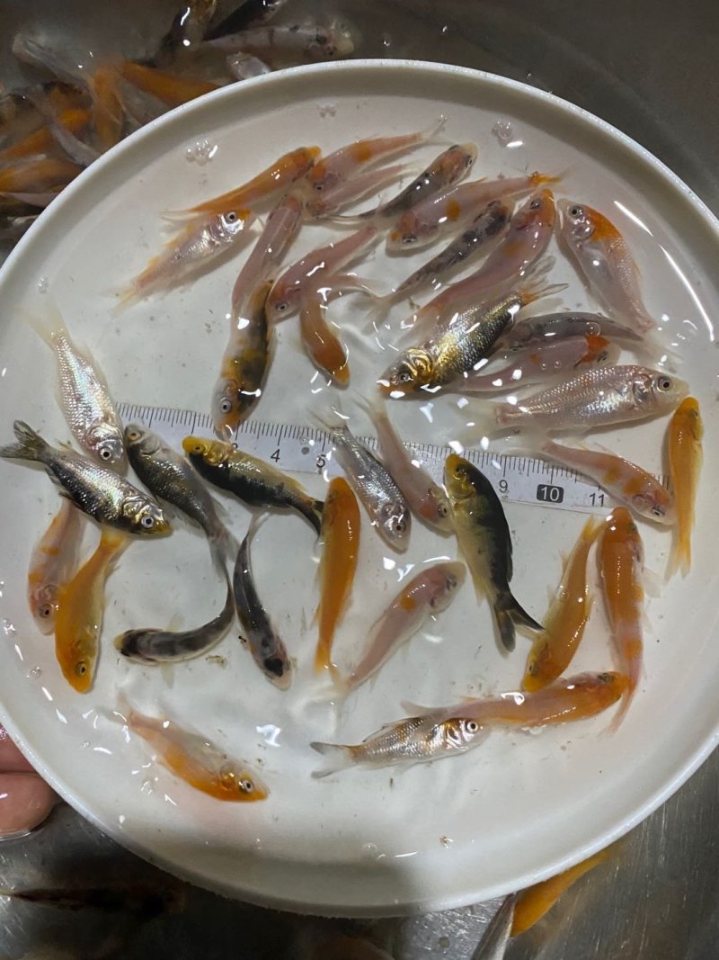 锦鲤鱼苗色彩斑斓支持全国发货。。。。