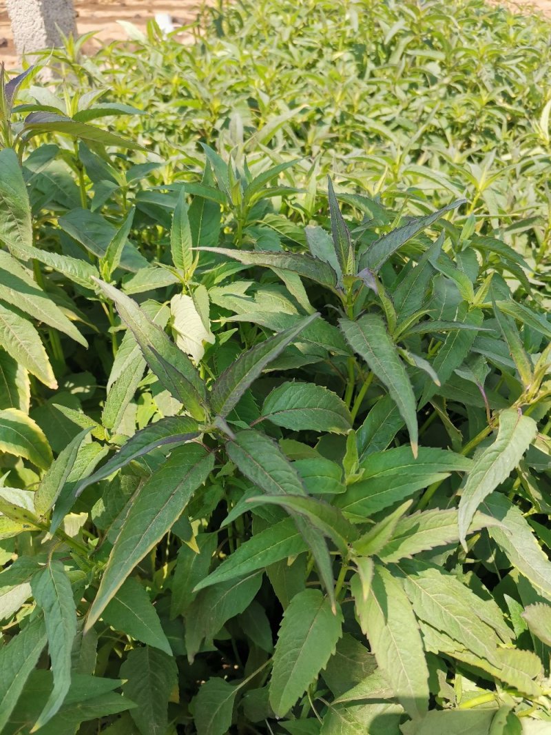 美国薄荷优质薄荷产地直销量大可优惠支持实地看货