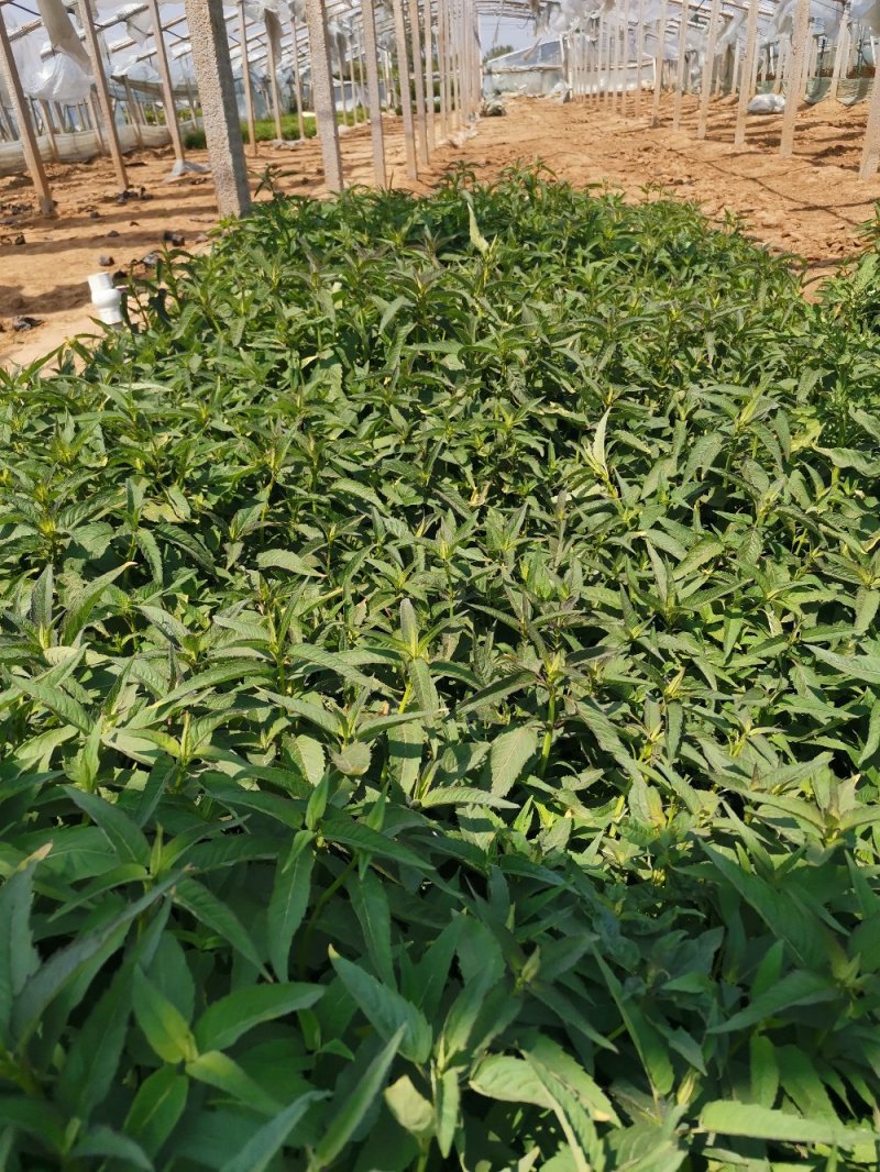美国薄荷优质薄荷产地直销量大可优惠支持实地看货