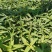 美国薄荷优质薄荷产地直销量大可优惠支持实地看货
