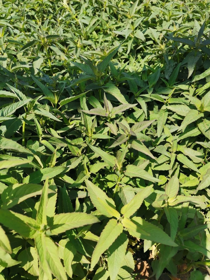 美国薄荷优质薄荷产地直销量大可优惠支持实地看货