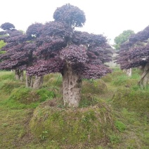 精品红花继木盆景，大量现货，基地直销