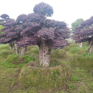 精品红花继木盆景，大量现货，基地直销