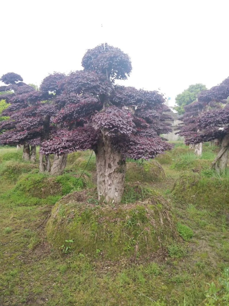 精品红花继木盆景，大量现货，基地直销