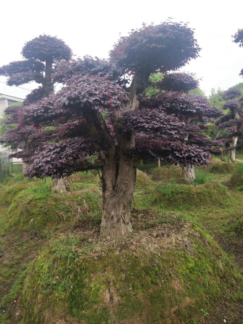 精品红花继木盆景，大量现货，基地直销