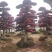 精品红花继木盆景，大量现货，基地直销