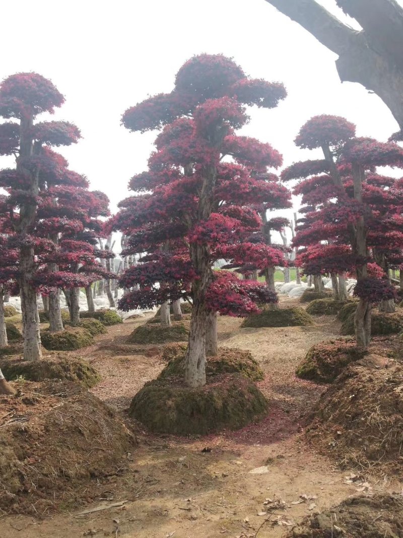 精品红花继木盆景，大量现货，基地直销