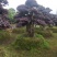 精品红花继木盆景，大量现货，基地直销
