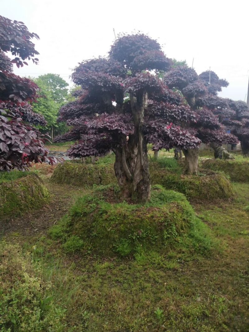 精品红花继木盆景，大量现货，基地直销