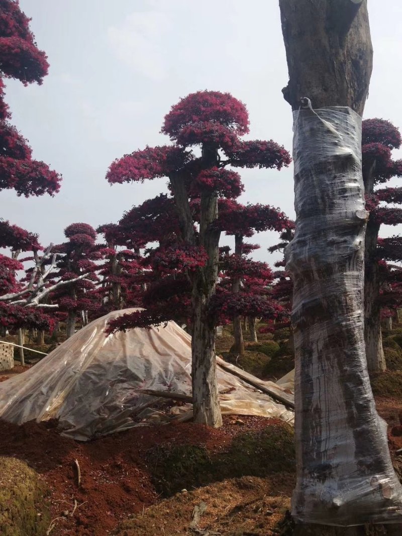 精品红花继木盆景，大量现货，基地直销