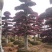 精品红花继木盆景，大量现货，基地直销