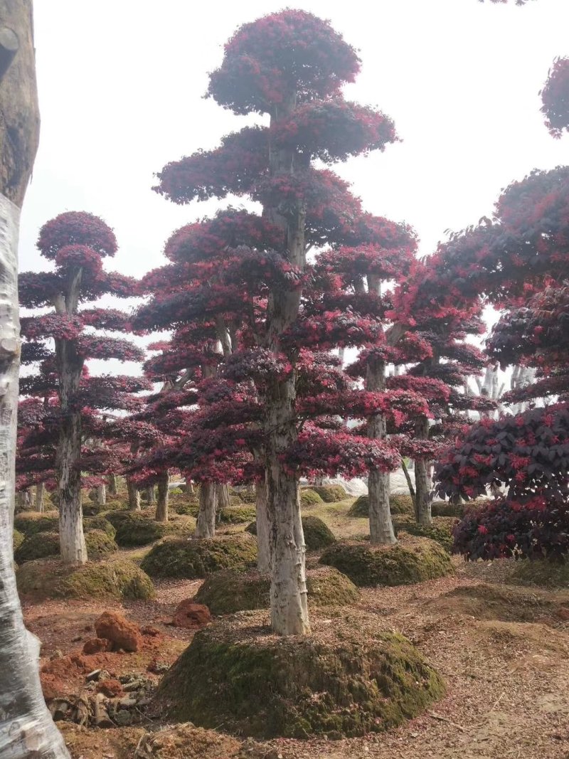 精品红花继木盆景，大量现货，基地直销