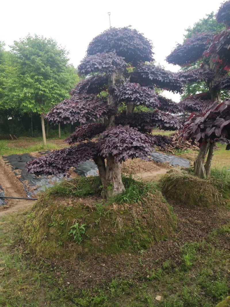 精品红花继木盆景，大量现货，基地直销