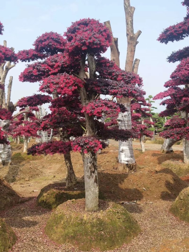 精品红花继木盆景，大量现货，基地直销