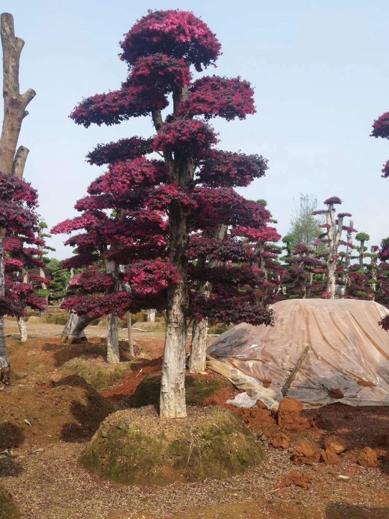 精品红花继木盆景，大量现货，基地直销